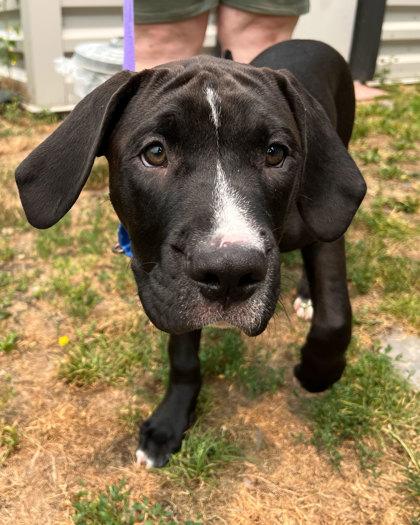 Pontoon, Adoptable, Puppy Male Labrador Retriever & Boxer.