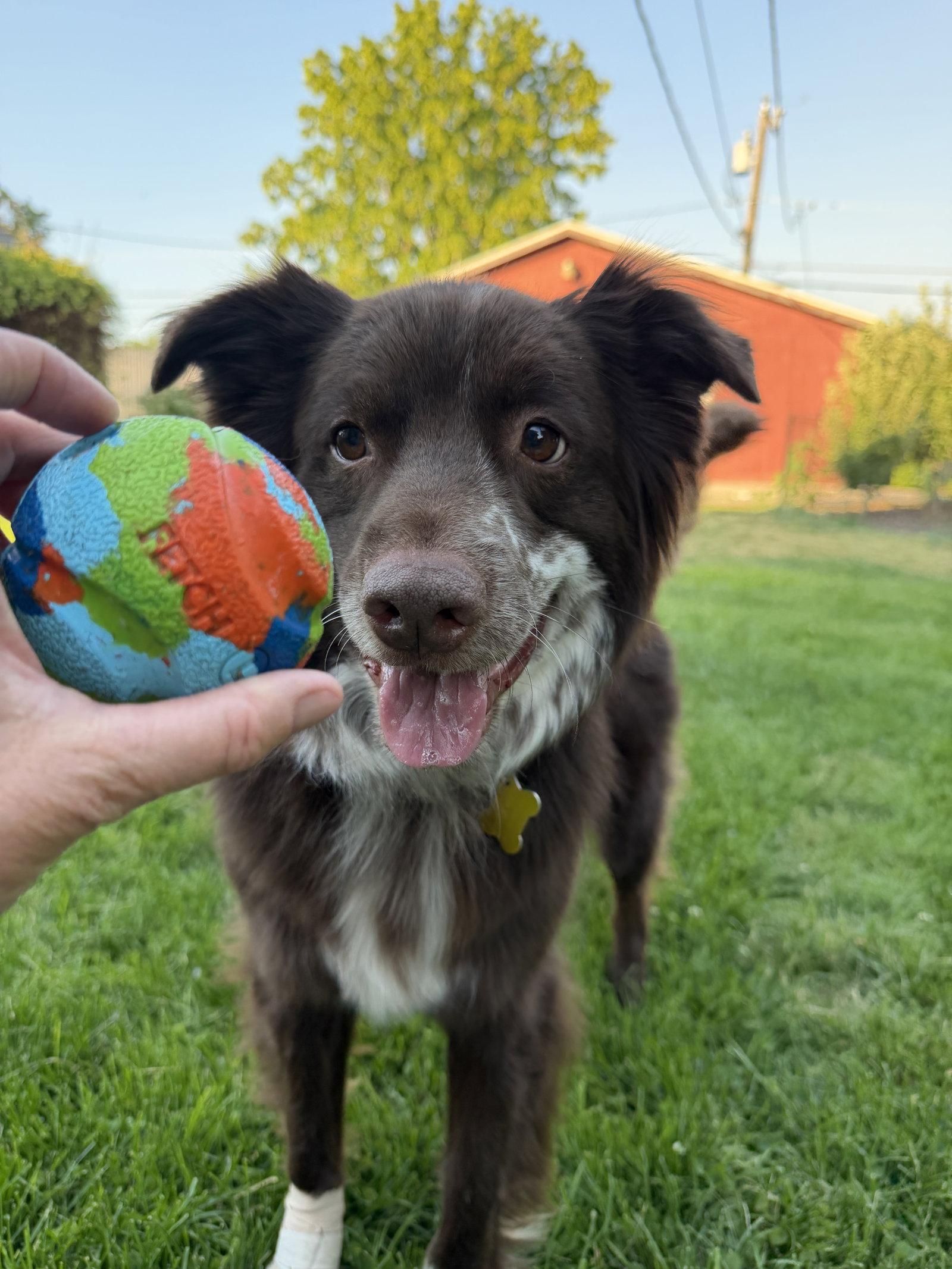 Jazzper, Adoptable, Adult Male Australian Cattle Dog / Blue Heeler.
