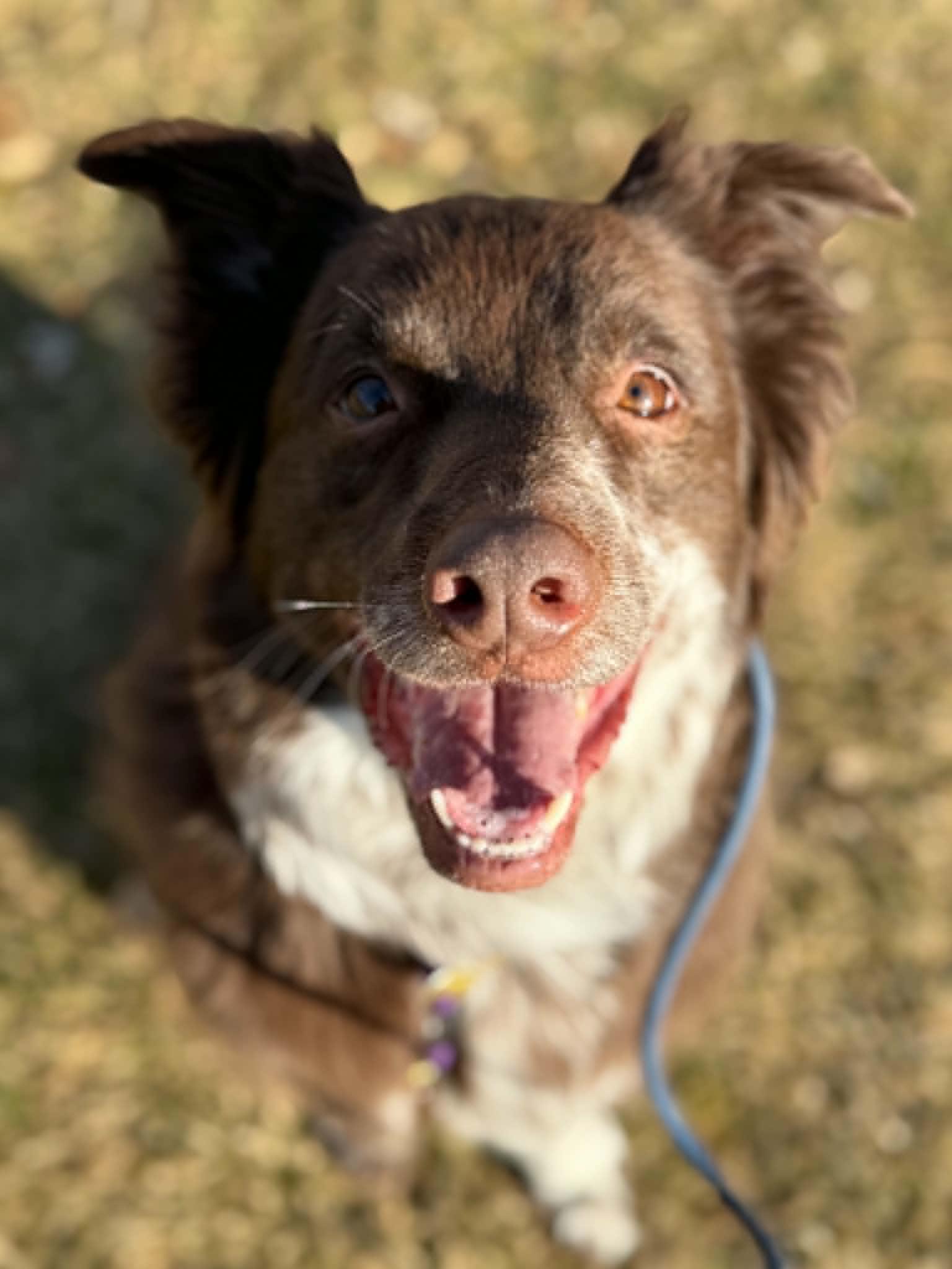 Jazzper, a Adoptable Australian Cattle Dog / Blue Heeler in Salt Lake City, UT image 2/3