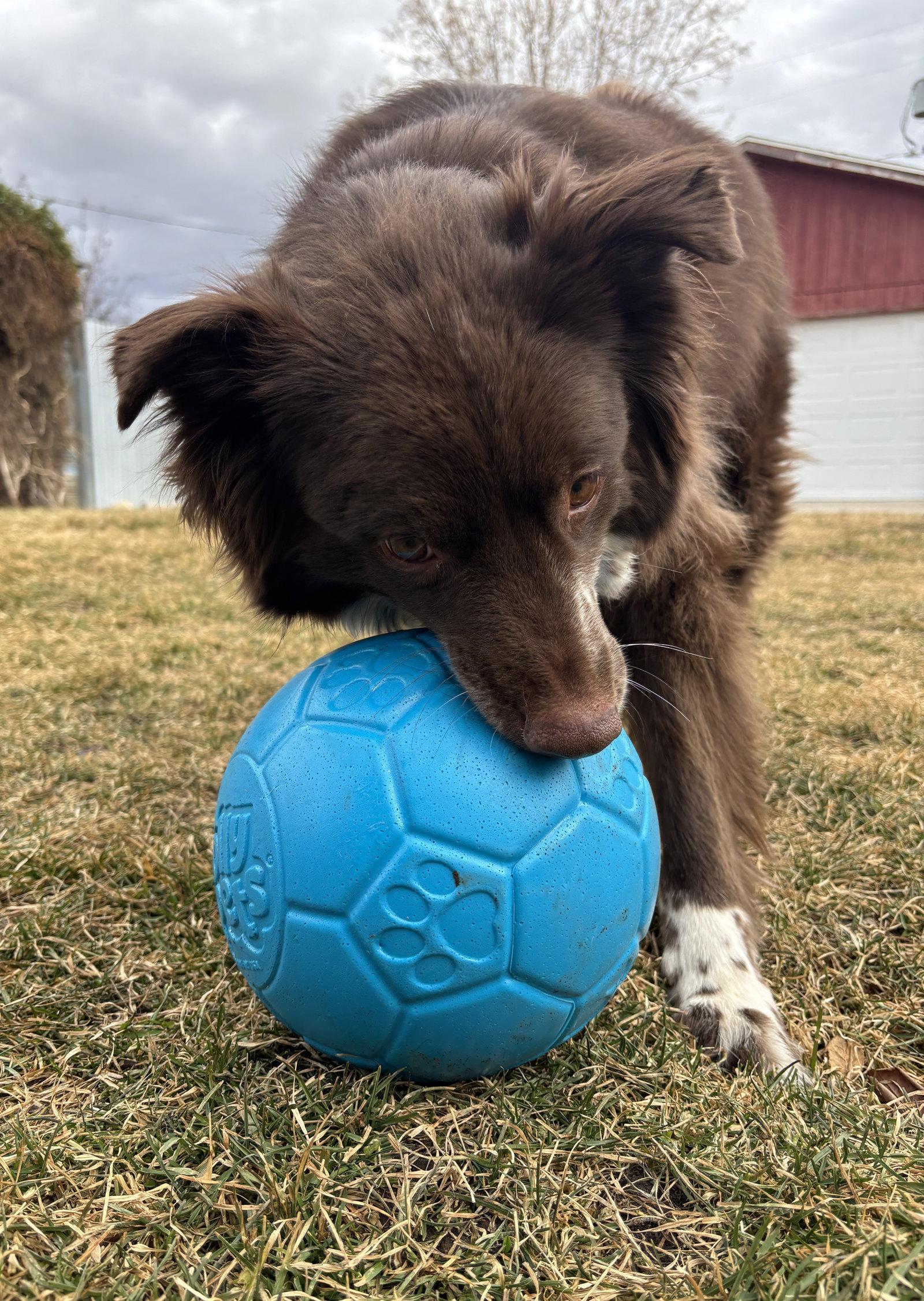 Jazzper, a Adoptable Australian Cattle Dog / Blue Heeler in Salt Lake City, UT image 3/3