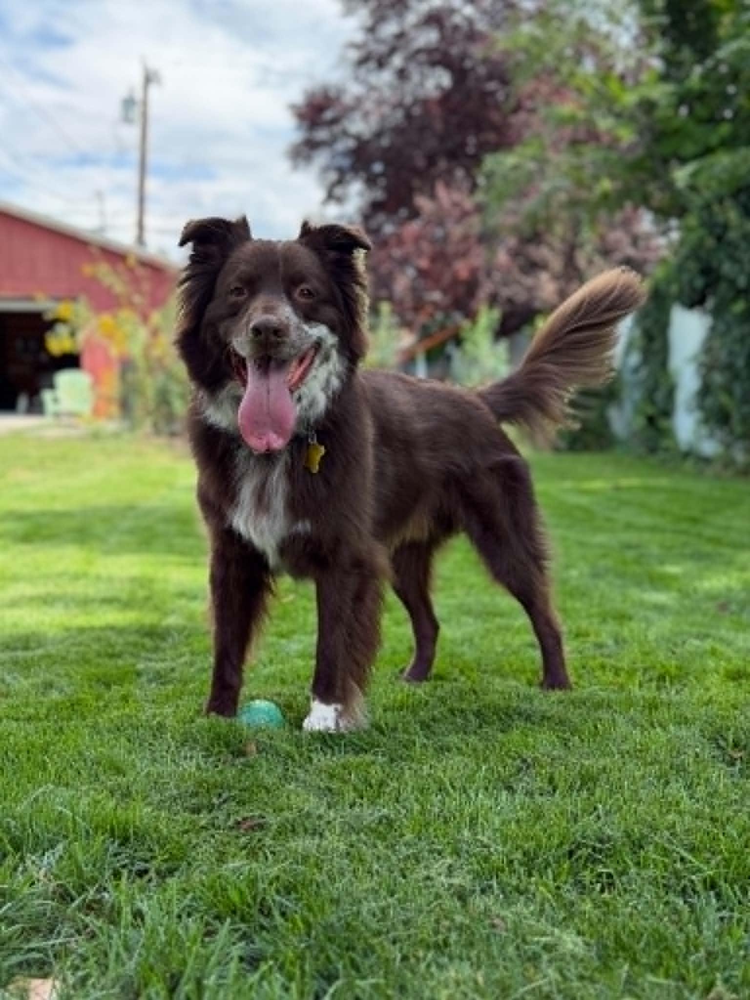 Enlarge Jazzper, a Adoptable Australian Cattle Dog / Blue Heeler in Salt Lake City, UT image 2/3