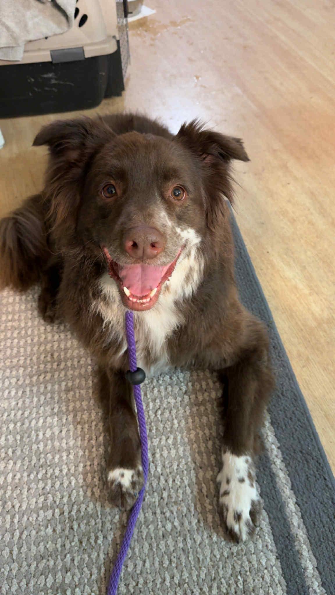 Jazzper, Adoptable, Adult Male Australian Cattle Dog / Blue Heeler.