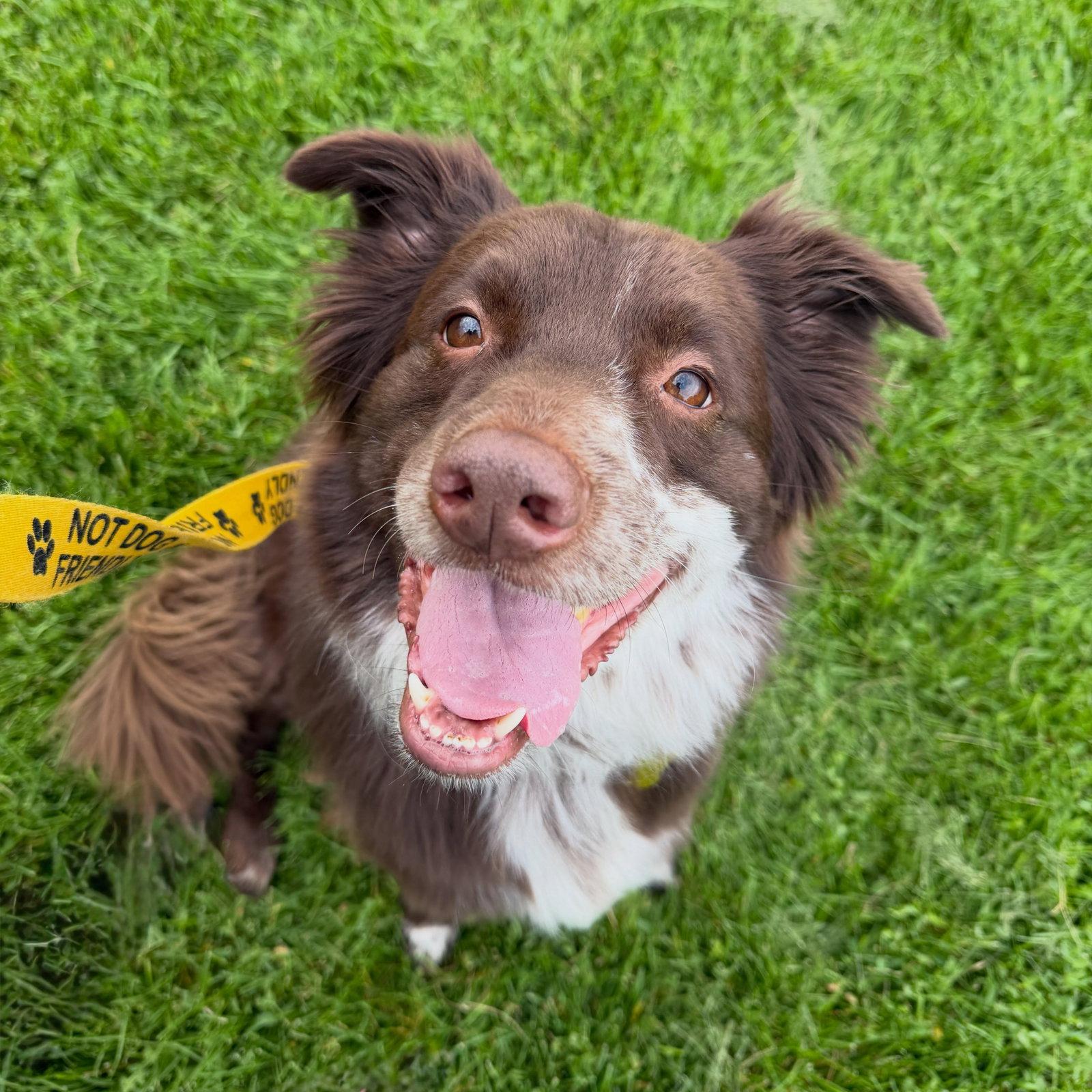 Jazzper, a Adoptable Australian Cattle Dog / Blue Heeler in Salt Lake City, UT image 3/3