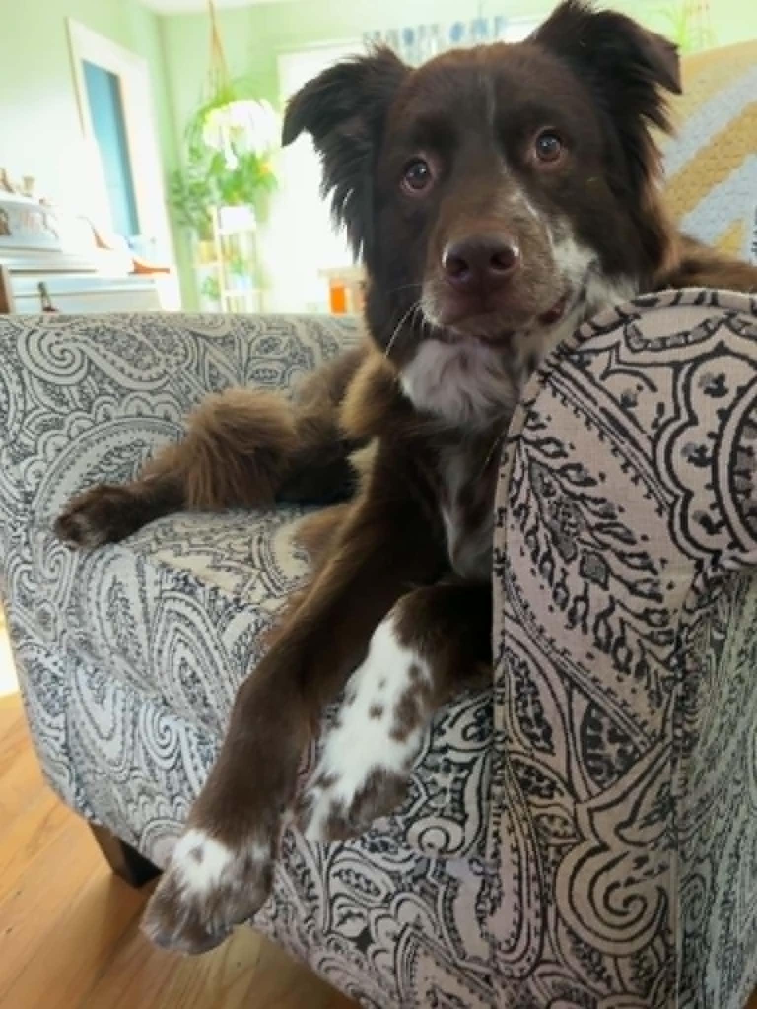 Jazzper, a Adoptable Australian Cattle Dog / Blue Heeler in Salt Lake City, UT image 3/3