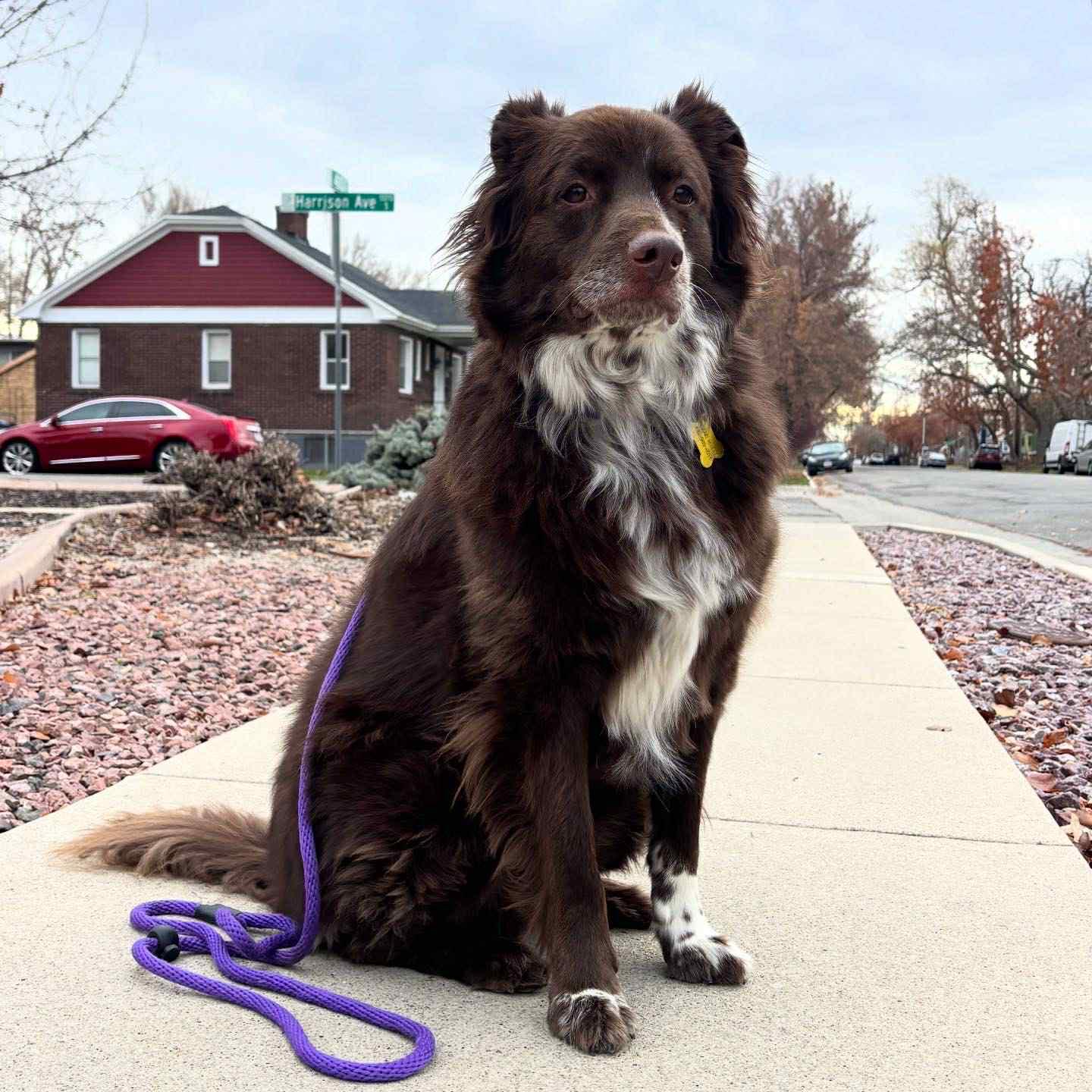 Enlarge Jazzper, a Adoptable Australian Cattle Dog / Blue Heeler in Salt Lake City, UT image 2/3