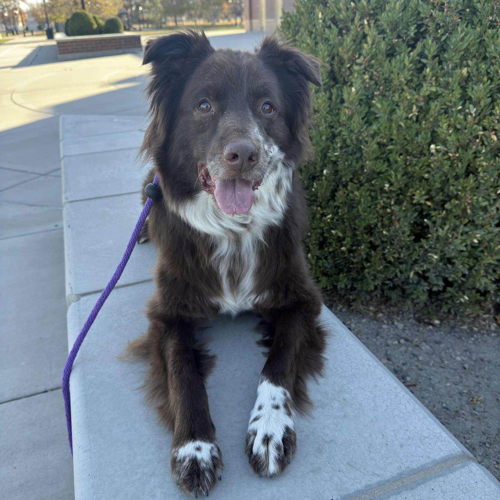 Enlarge Jazzper, a Adoptable Australian Cattle Dog / Blue Heeler in Salt Lake City, UT image 3/3