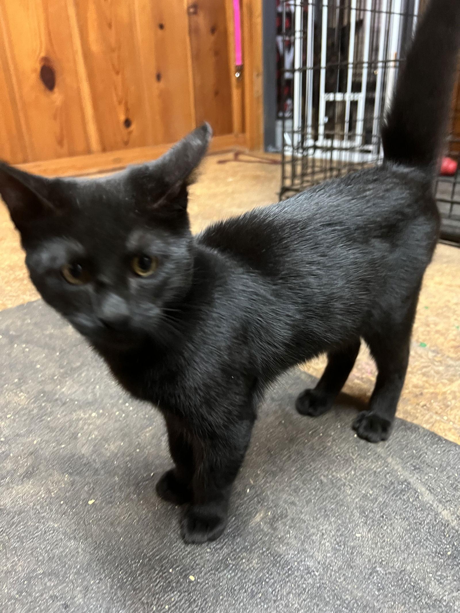 Apollo, Adopted, Kitten Male Domestic Short Hair.