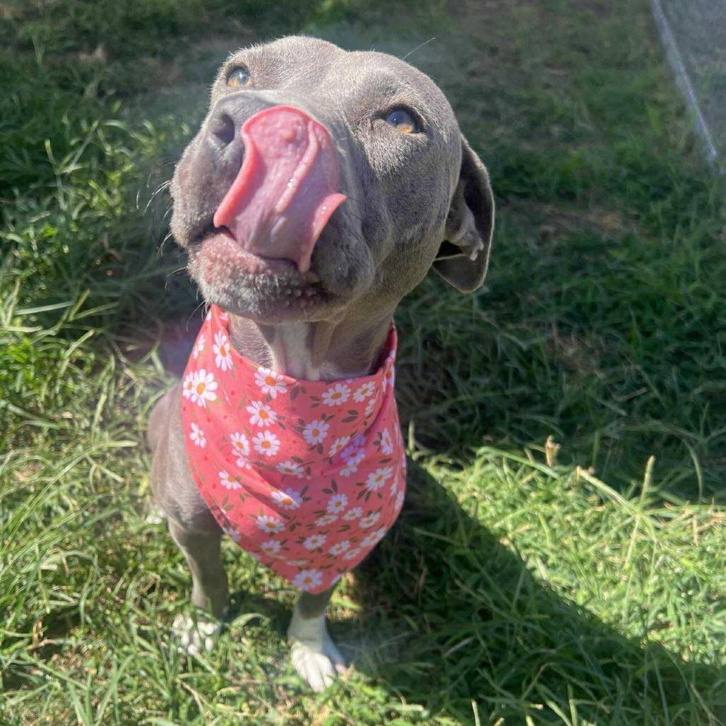 Rylee, Adoptable, Young Female American Staffordshire Terrier.