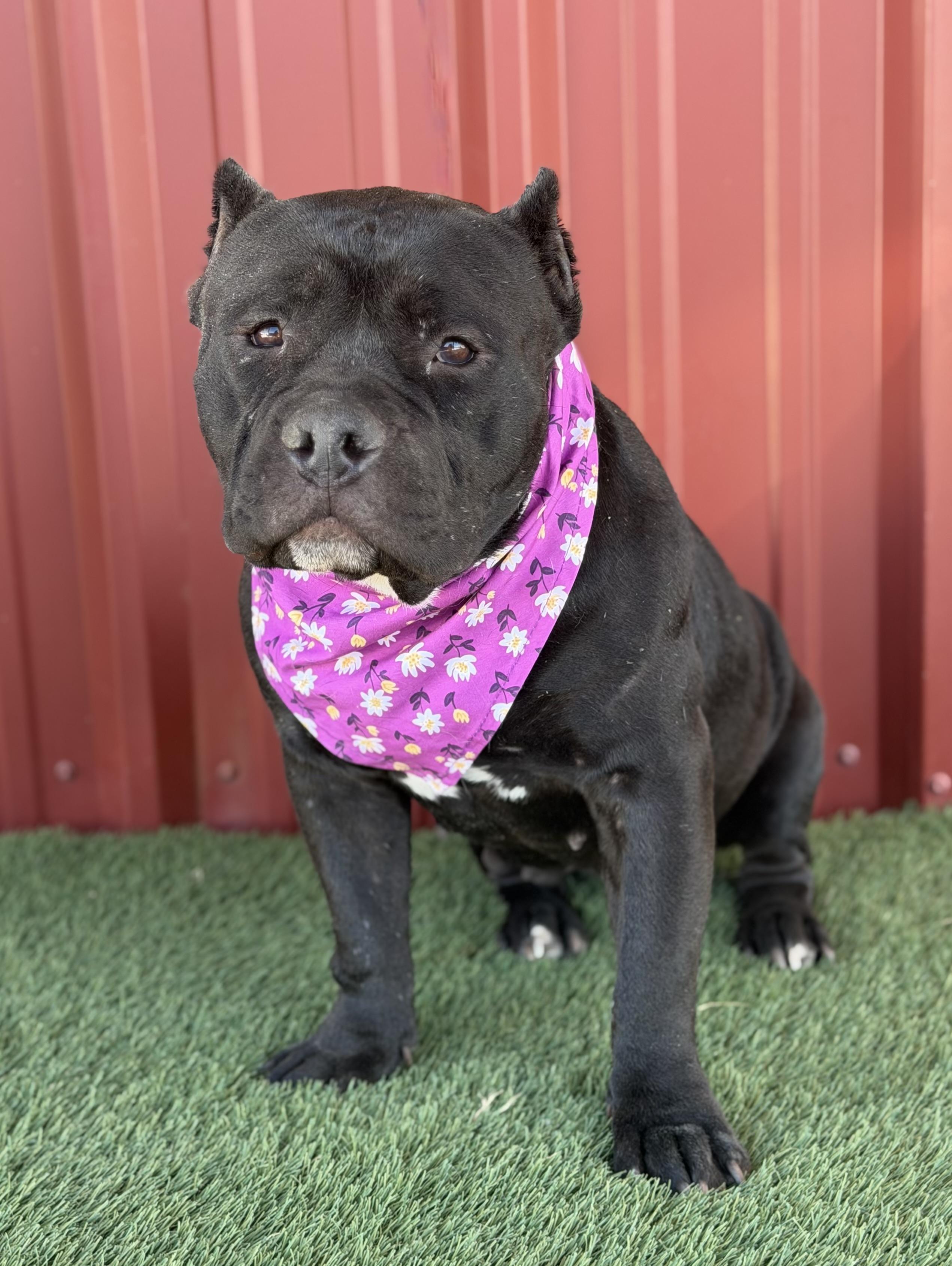Enlarge Buttercup, a Adoptable American Bully in Lubbock, TX image 1/6