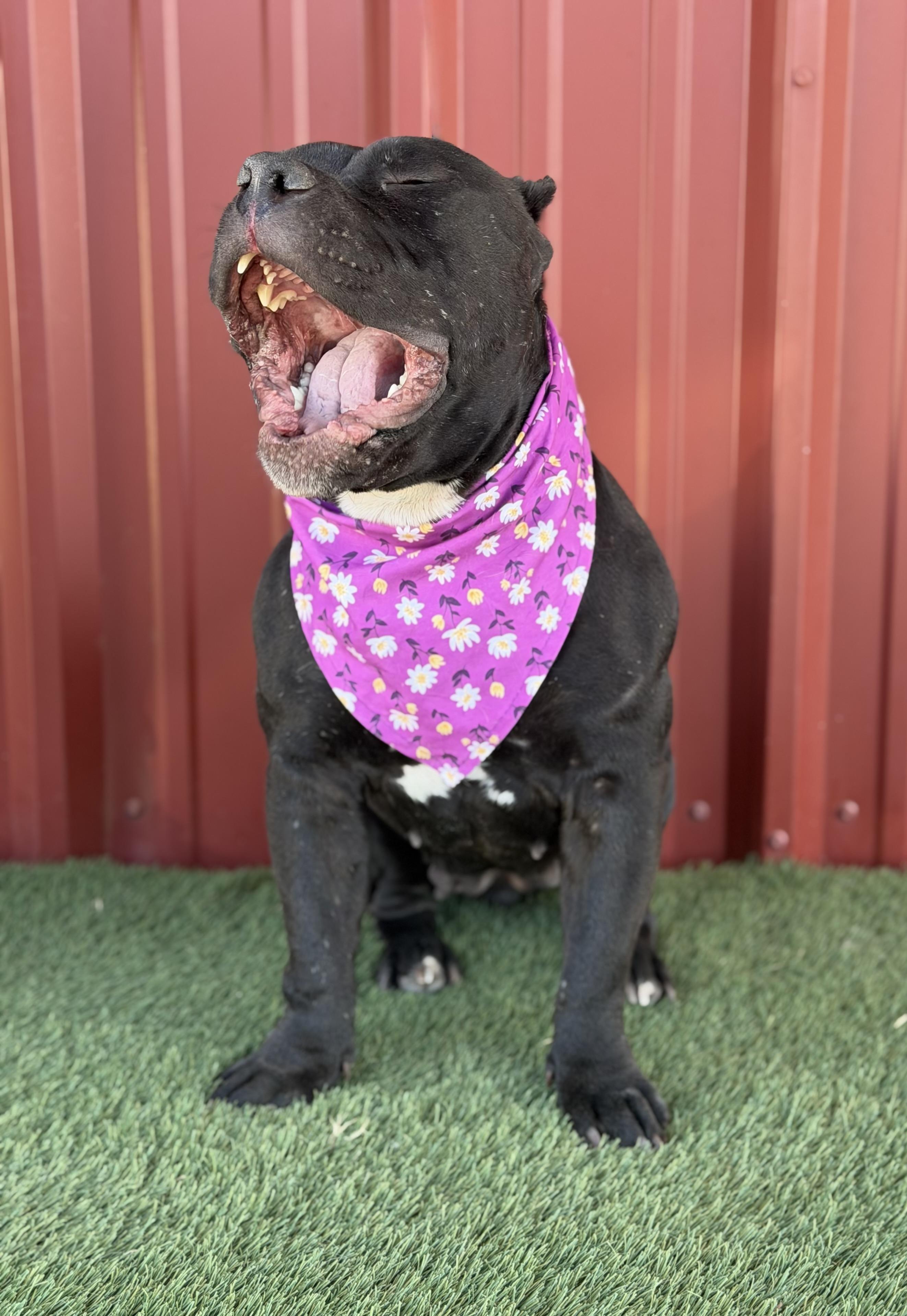 Enlarge Buttercup, a Adoptable American Bully in Lubbock, TX image 5/6
