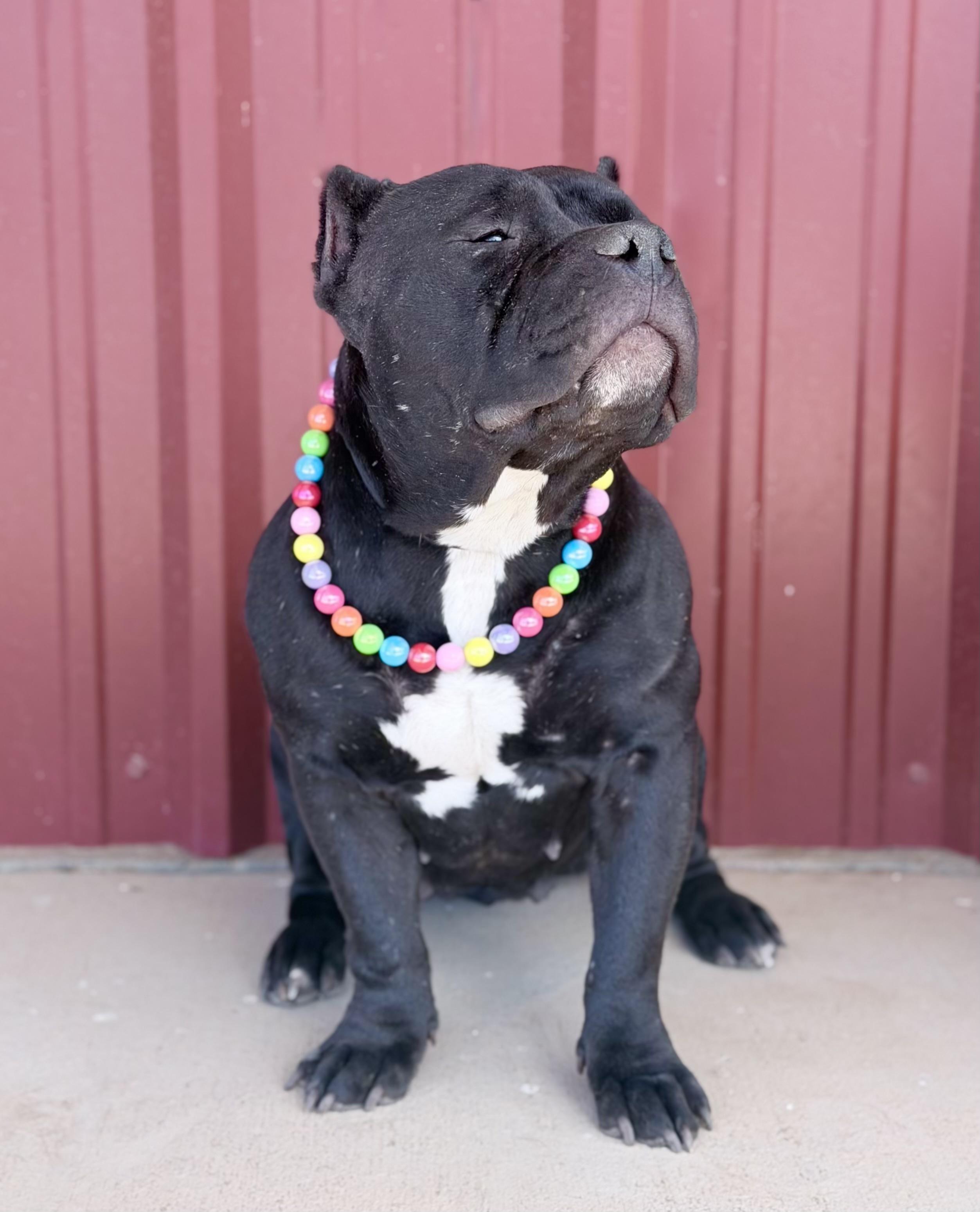 Enlarge Buttercup, a Adoptable American Bully in Lubbock, TX image 4/6
