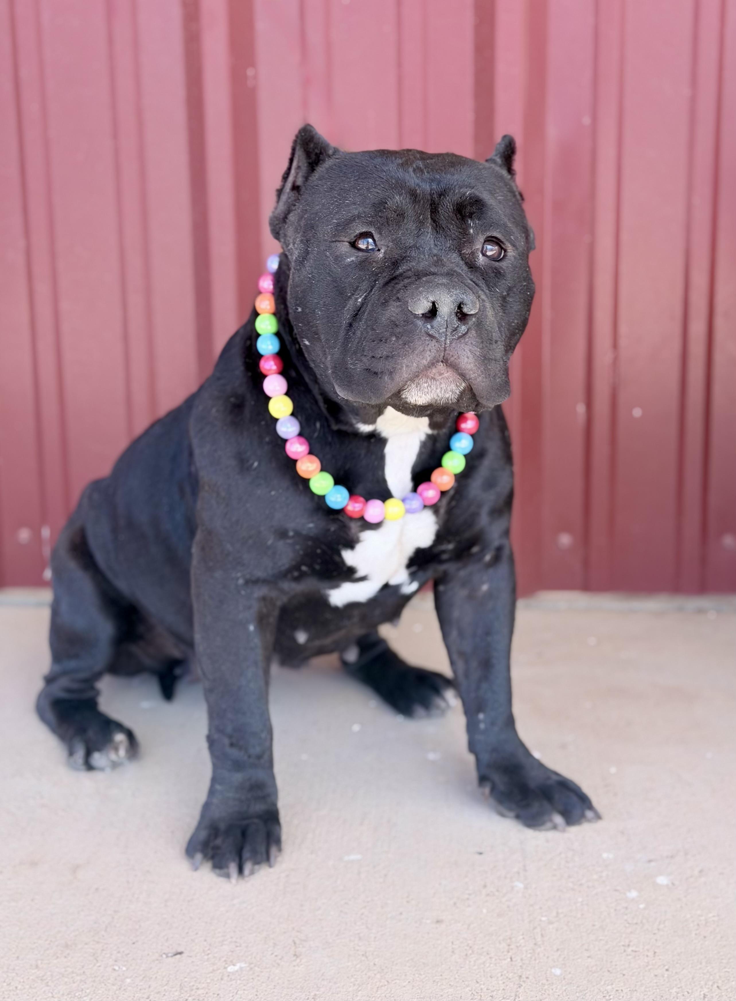 Enlarge Buttercup, a Adoptable American Bully in Lubbock, TX image 6/6