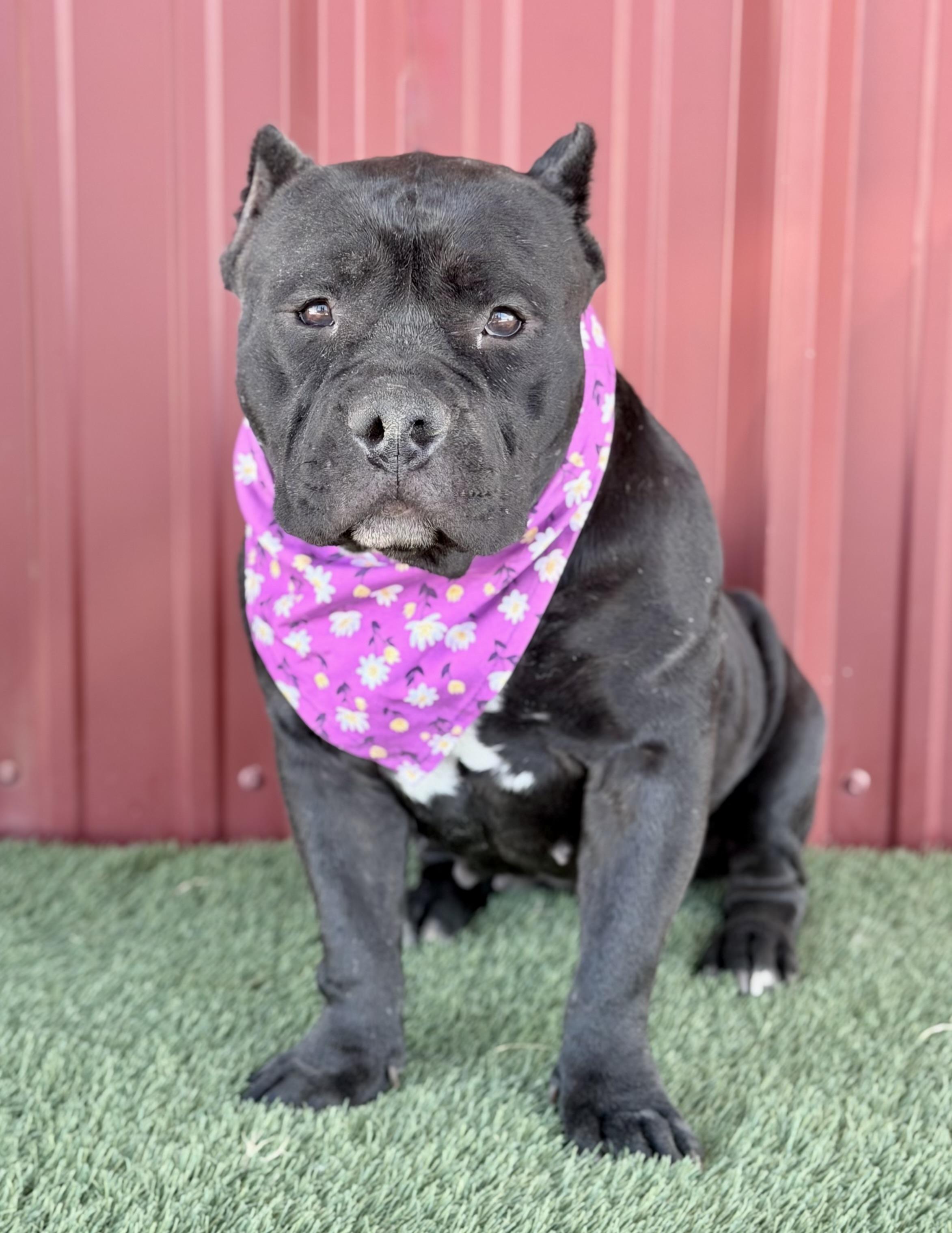 Enlarge Buttercup, a Adoptable American Bully in Lubbock, TX image 2/6