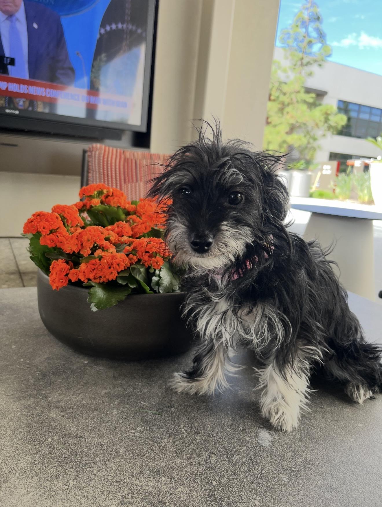 Enlarge Pepper - The Sweet Pup , a ADOPTABLE mixed breed in Anaheim, CA image 1/5