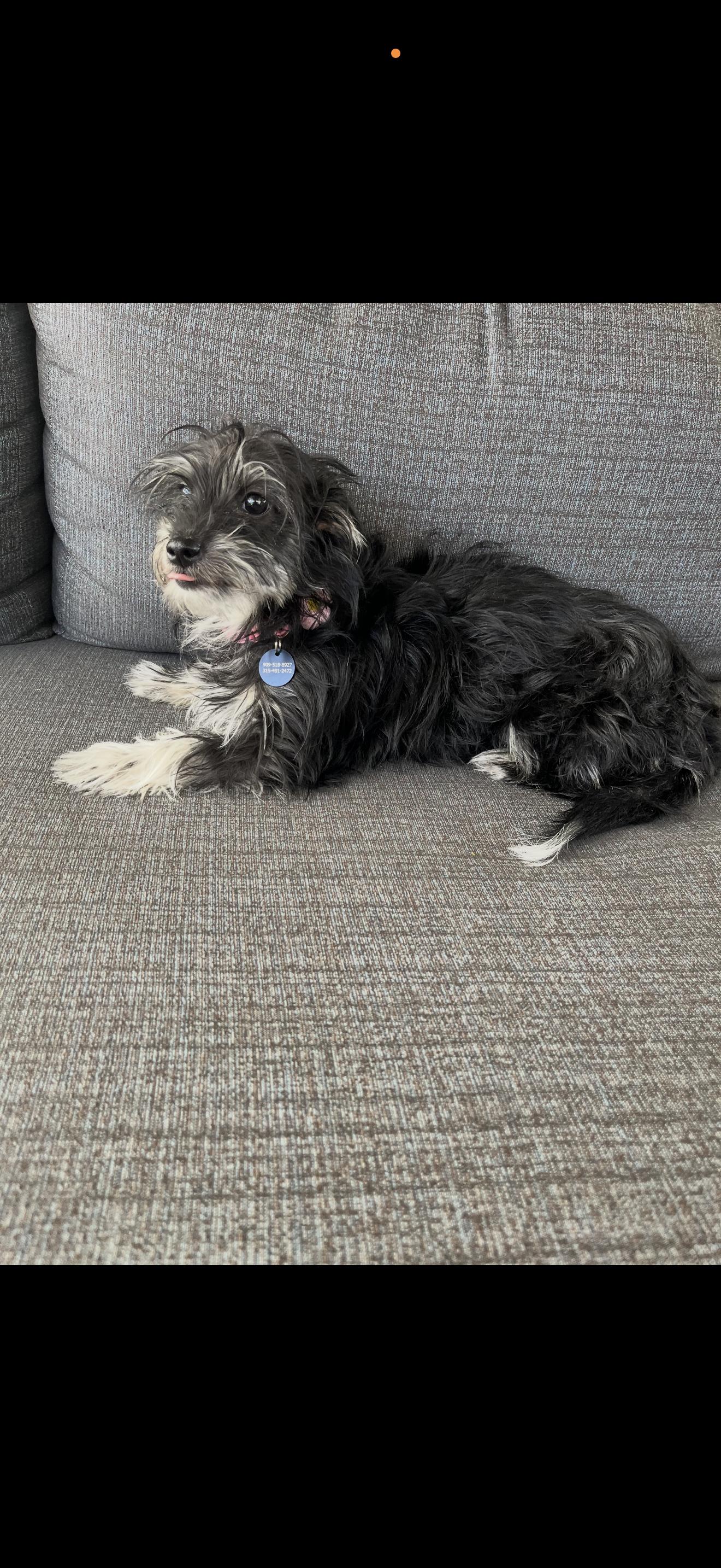 Enlarge Pepper - The Sweet Pup , a ADOPTABLE mixed breed in Anaheim, CA image 2/5