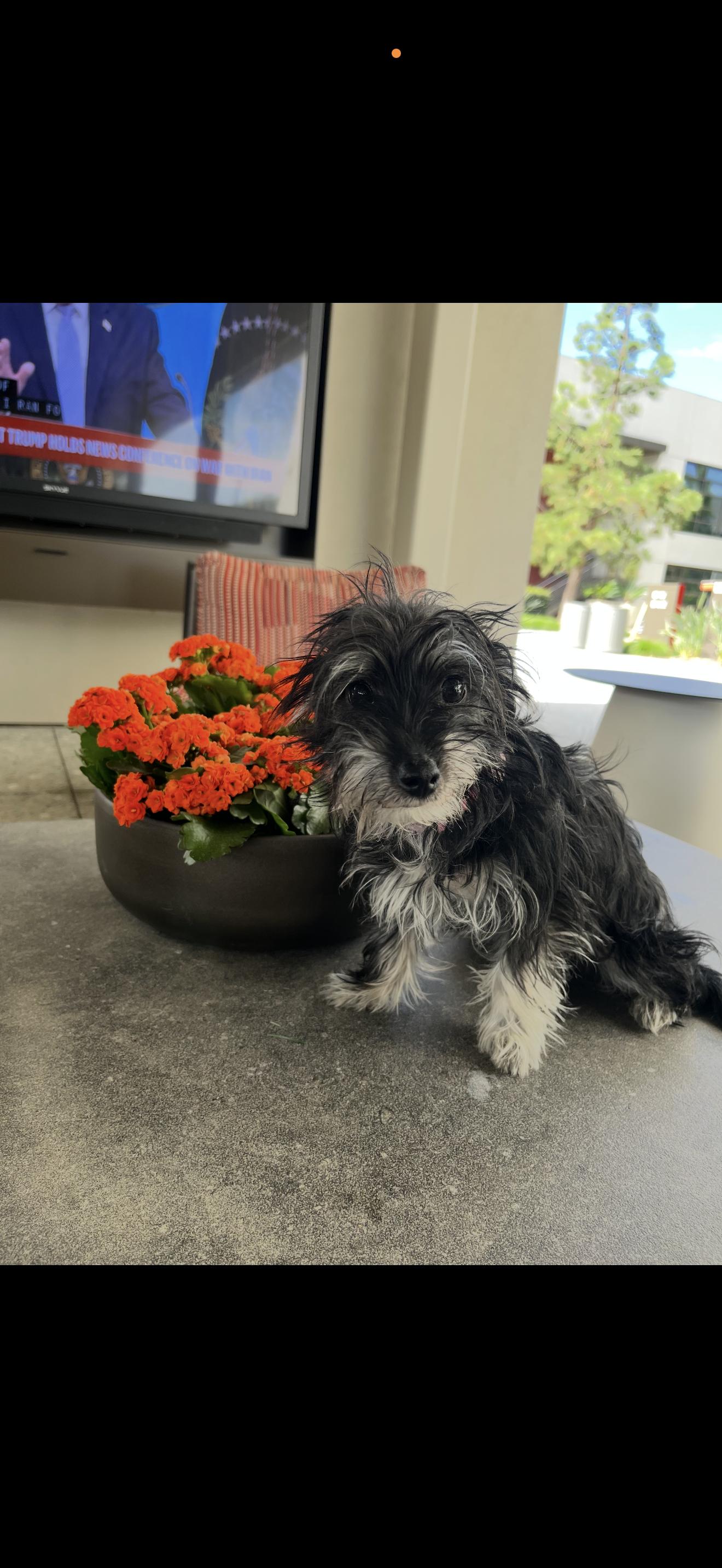 Enlarge Pepper - The Sweet Pup , a ADOPTABLE mixed breed in Anaheim, CA image 5/5