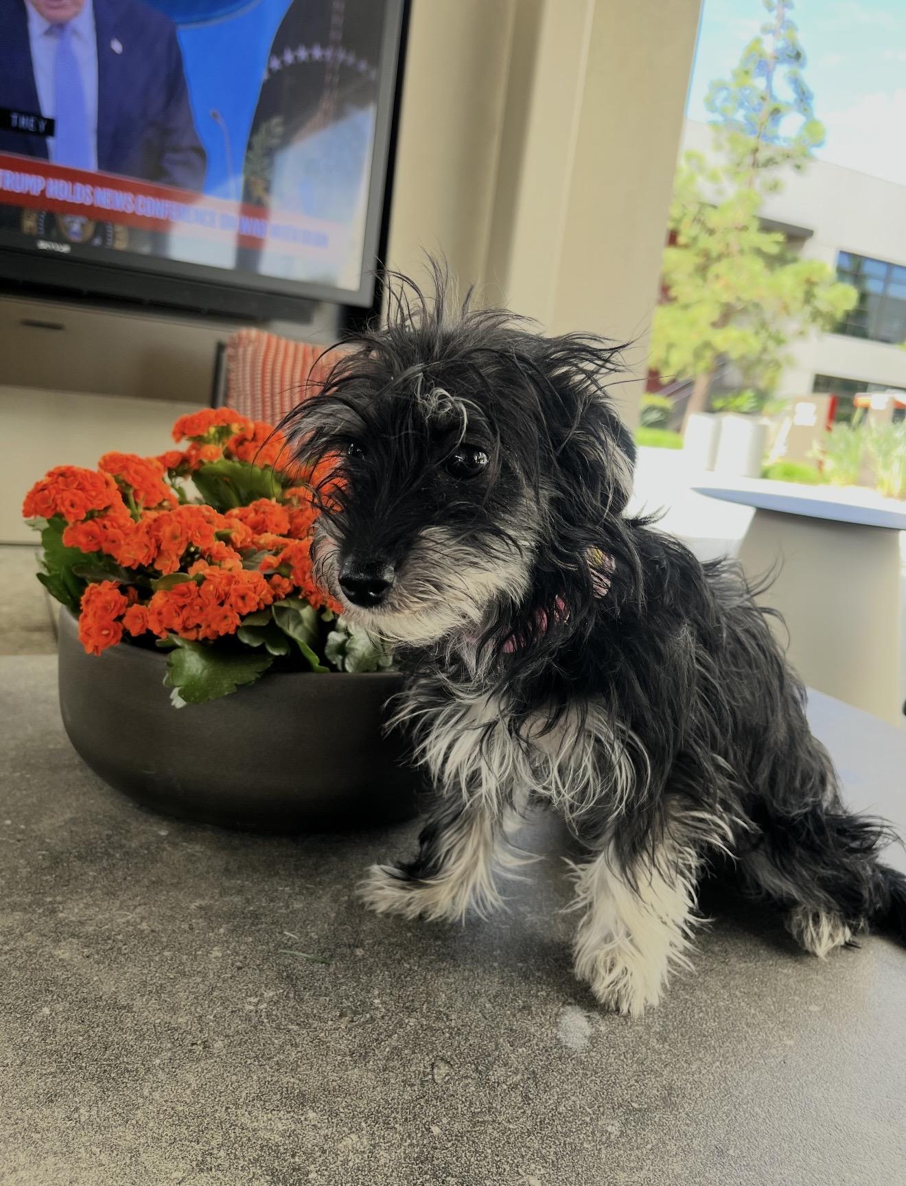 Enlarge Pepper - The Sweet Pup , a ADOPTABLE mixed breed in Anaheim, CA image 4/5