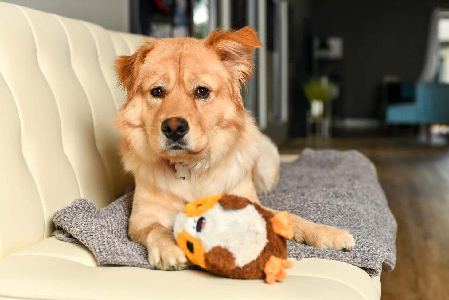 Toblerone, Adult Male Golden Retriever