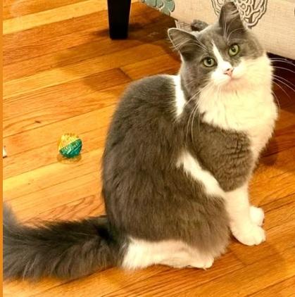 Enlarge Asher, a Adoptable Domestic Long Hair image 1/1