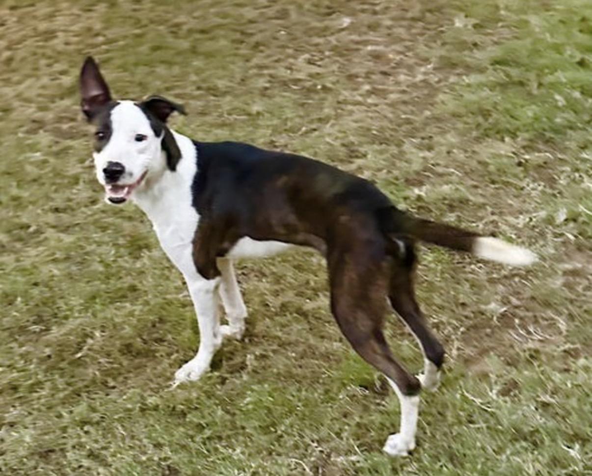 Enlarge Brody, a ADOPTABLE mixed breed in Phoenix, AZ image 1/1