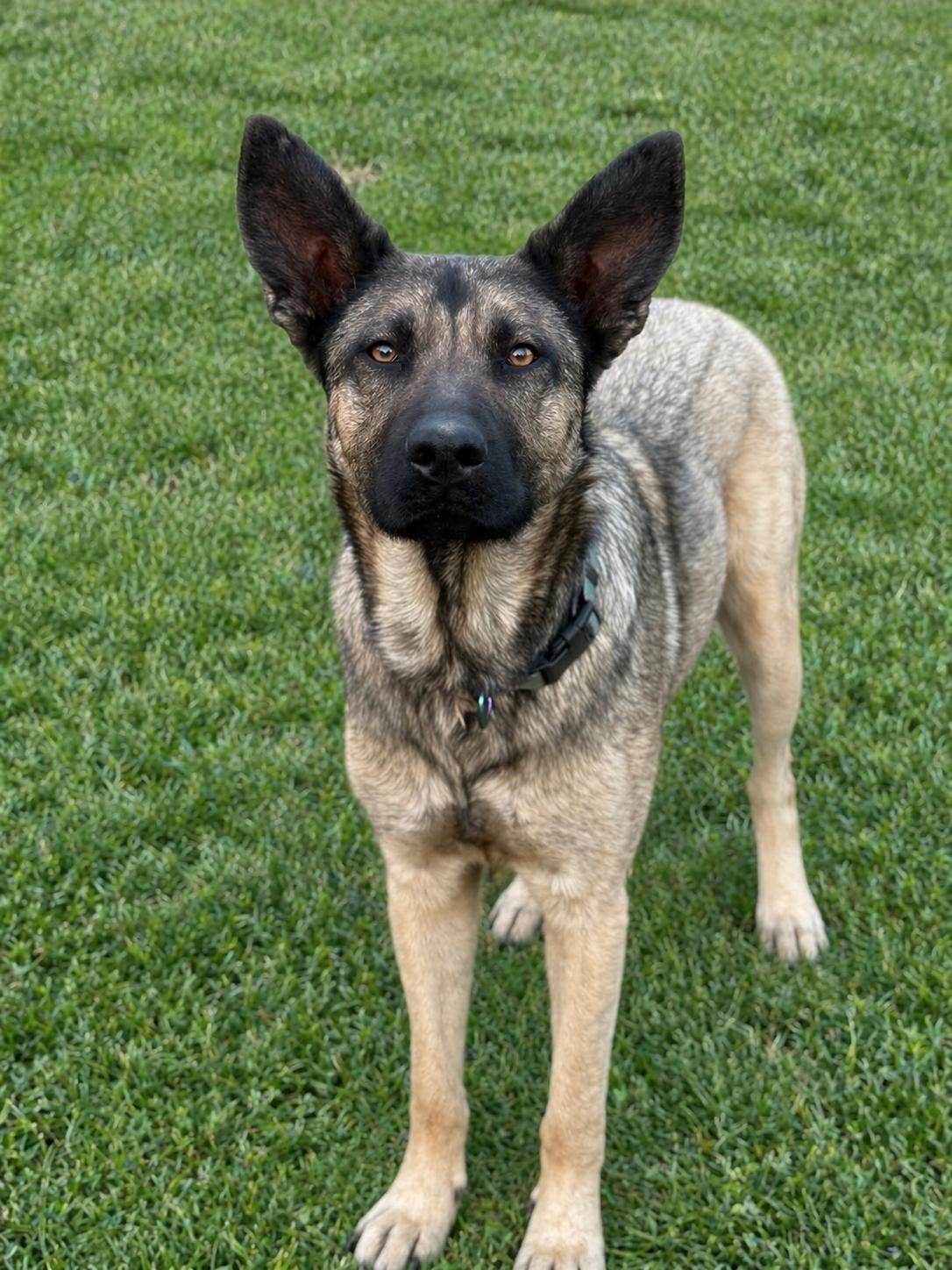 Enlarge Dori, a Adopted German Shepherd Dog in Nashville, TN image 1/3