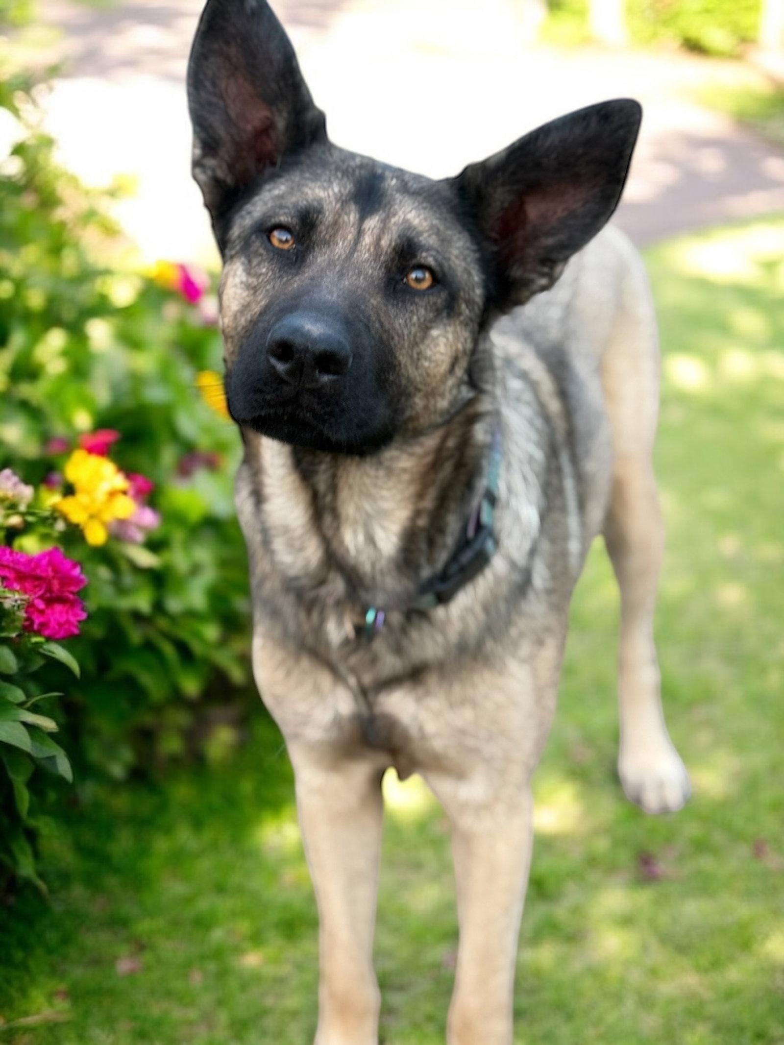 Enlarge Dori, a Adopted German Shepherd Dog in Nashville, TN image 2/3