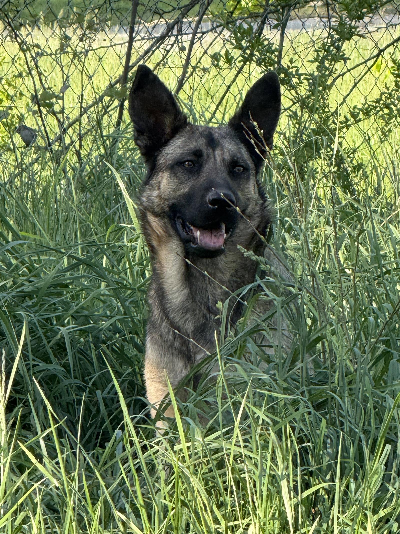 Enlarge Dori, a Adopted German Shepherd Dog in Nashville, TN image 3/3