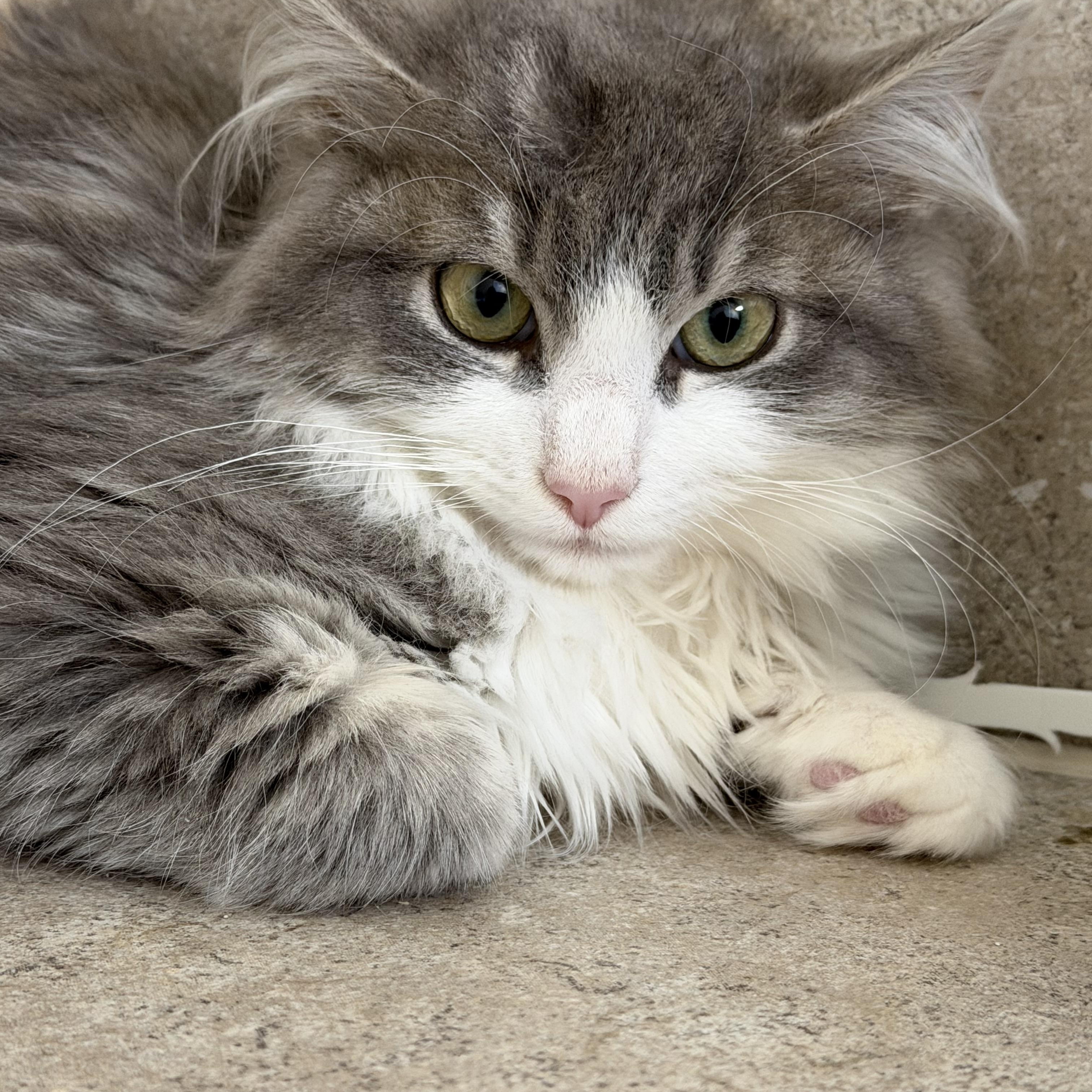 Enlarge Monello, an adopted Domestic Long Hair in Woodstock, GA image 2/2