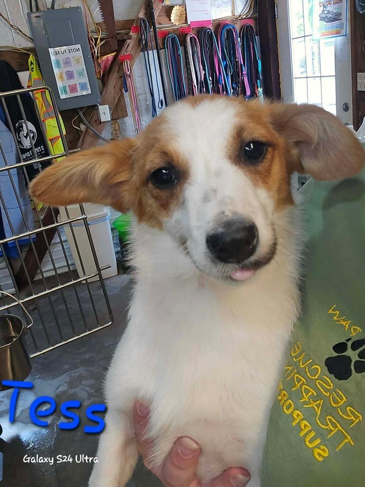 Enlarge LH  Tess aka spicy, a Adoptable mixed breed in Warrenton, MO image 1/1