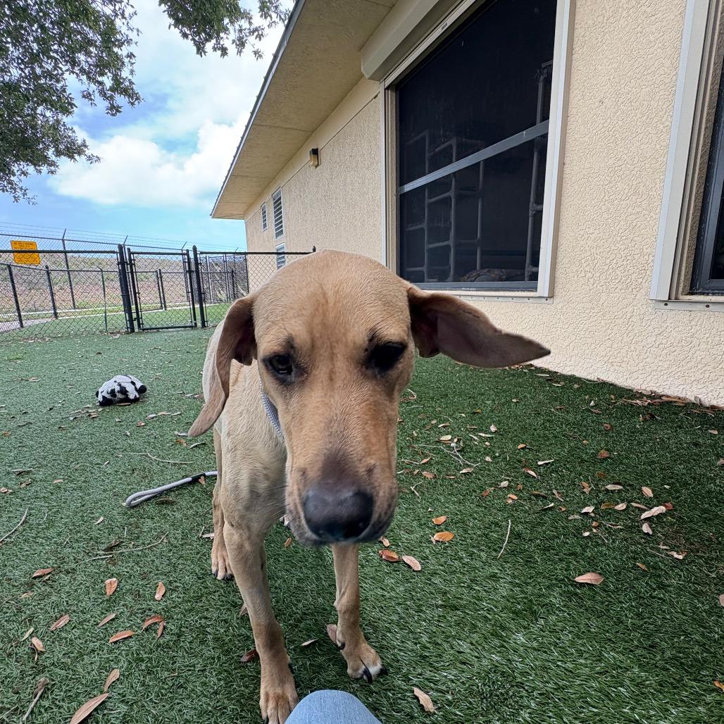 Enlarge Bobby, a Adoptable Mixed Breed in Naples, FL image 2/2