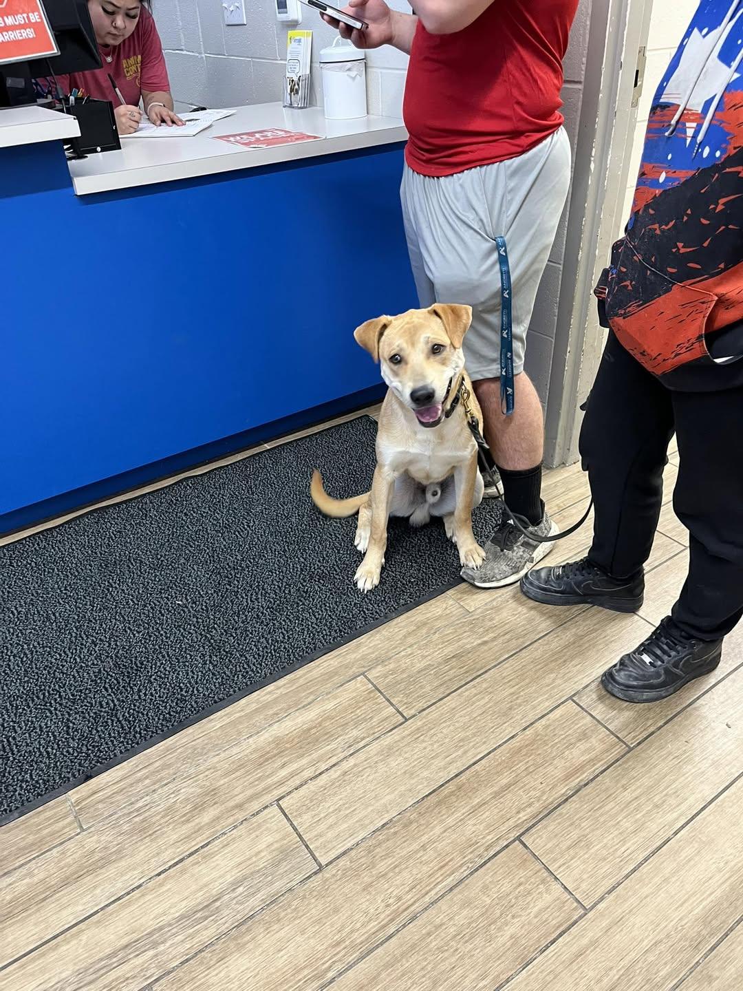 Enlarge Dawson, a Adoptable Labrador Retriever in Rowlett, TX image 1/1
