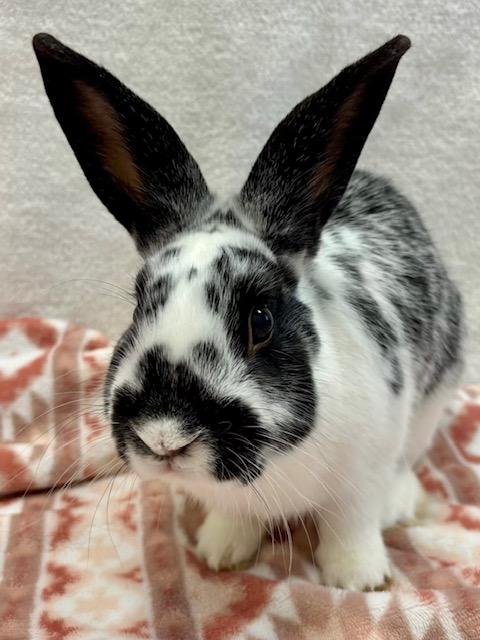 ORIGAMI*, Adoptable, Young Male Bunny Rabbit.