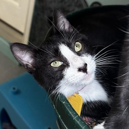 Sarah - Cuteness and Fun, Adoptable, Kitten Female Tuxedo.