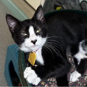 Enlarge Sarah - Cuteness and Fun, a Adoptable Tuxedo in Hoquiam, WA image 2/5