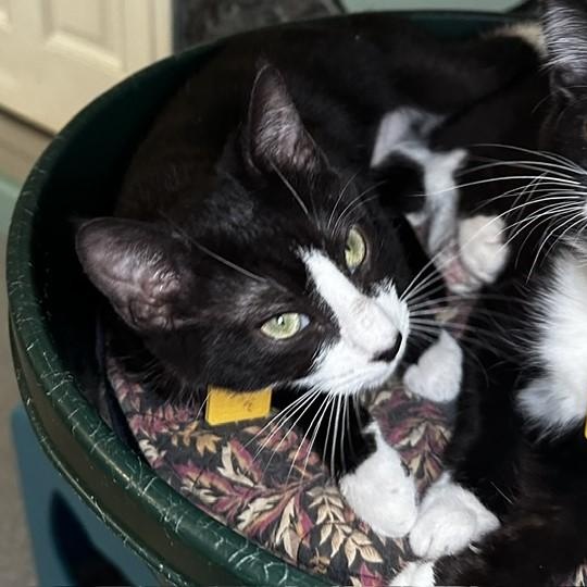 Enlarge Sarah - Cuteness and Fun, a Adoptable Tuxedo in Hoquiam, WA image 5/5