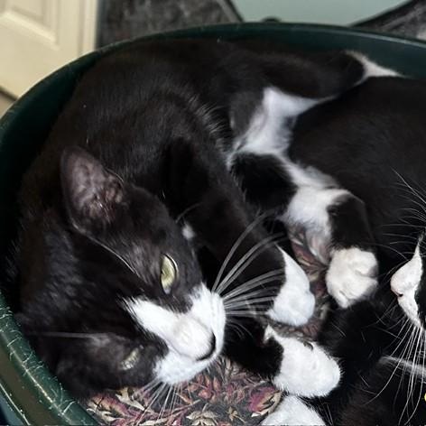 Enlarge Sarah - Cuteness and Fun, a Adoptable Tuxedo in Hoquiam, WA image 3/5