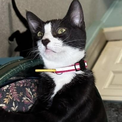 Enlarge Sarah - Cuteness and Fun, a Adoptable Tuxedo in Hoquiam, WA image 4/5