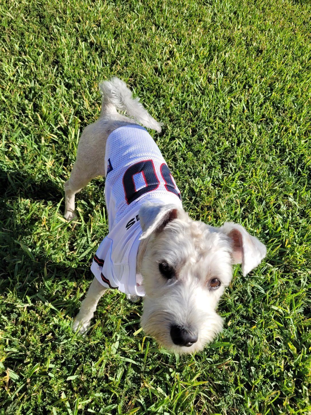 Enlarge Kirby, a Adoptable mixed breed in Allentown, PA image 6/6