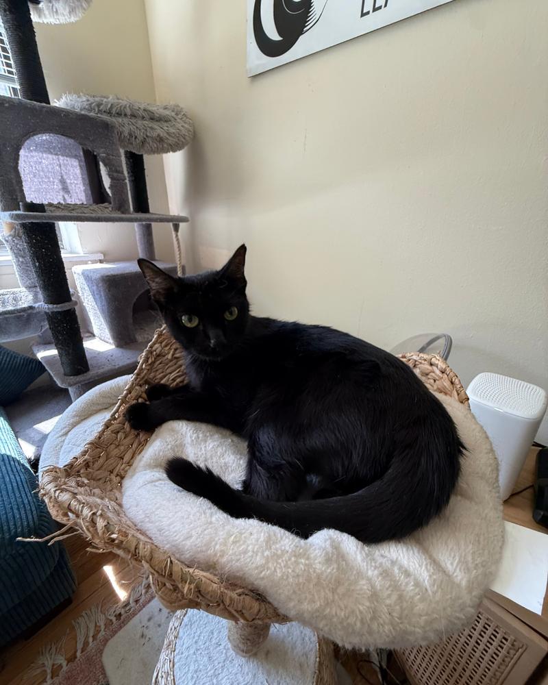 Juul, Adoptable, Young Female Domestic Short Hair.