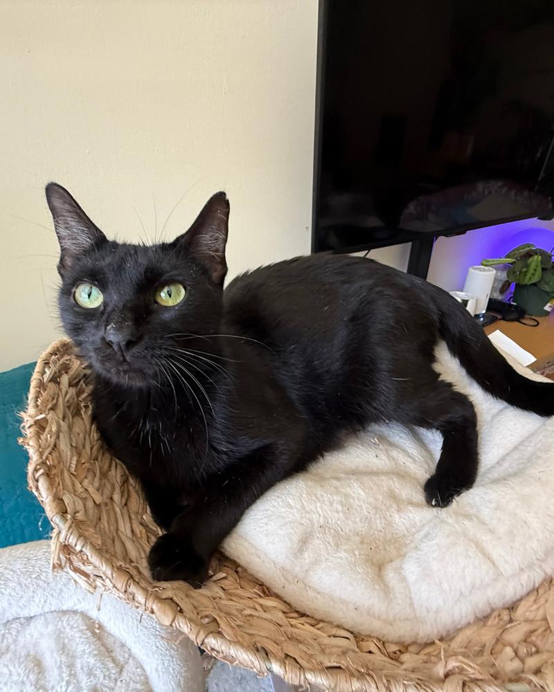 Enlarge Juul, a Adoptable mixed breed in Wheaton, IL image 2/2