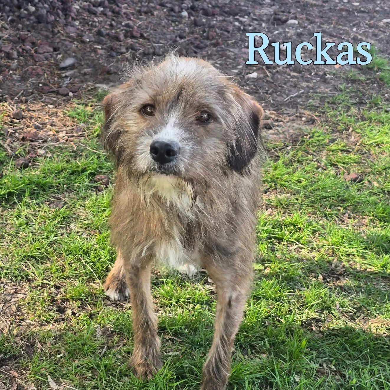 Enlarge Ruckus, an adopted mixed breed in Joliet, IL image 1/1