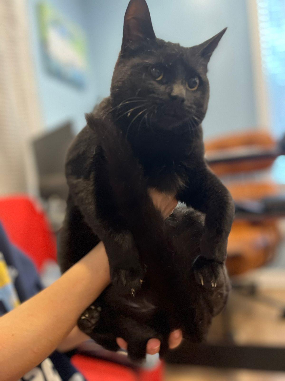 Enlarge Betty Lou, a Adoptable mixed breed in silver spring, MD image 2/4