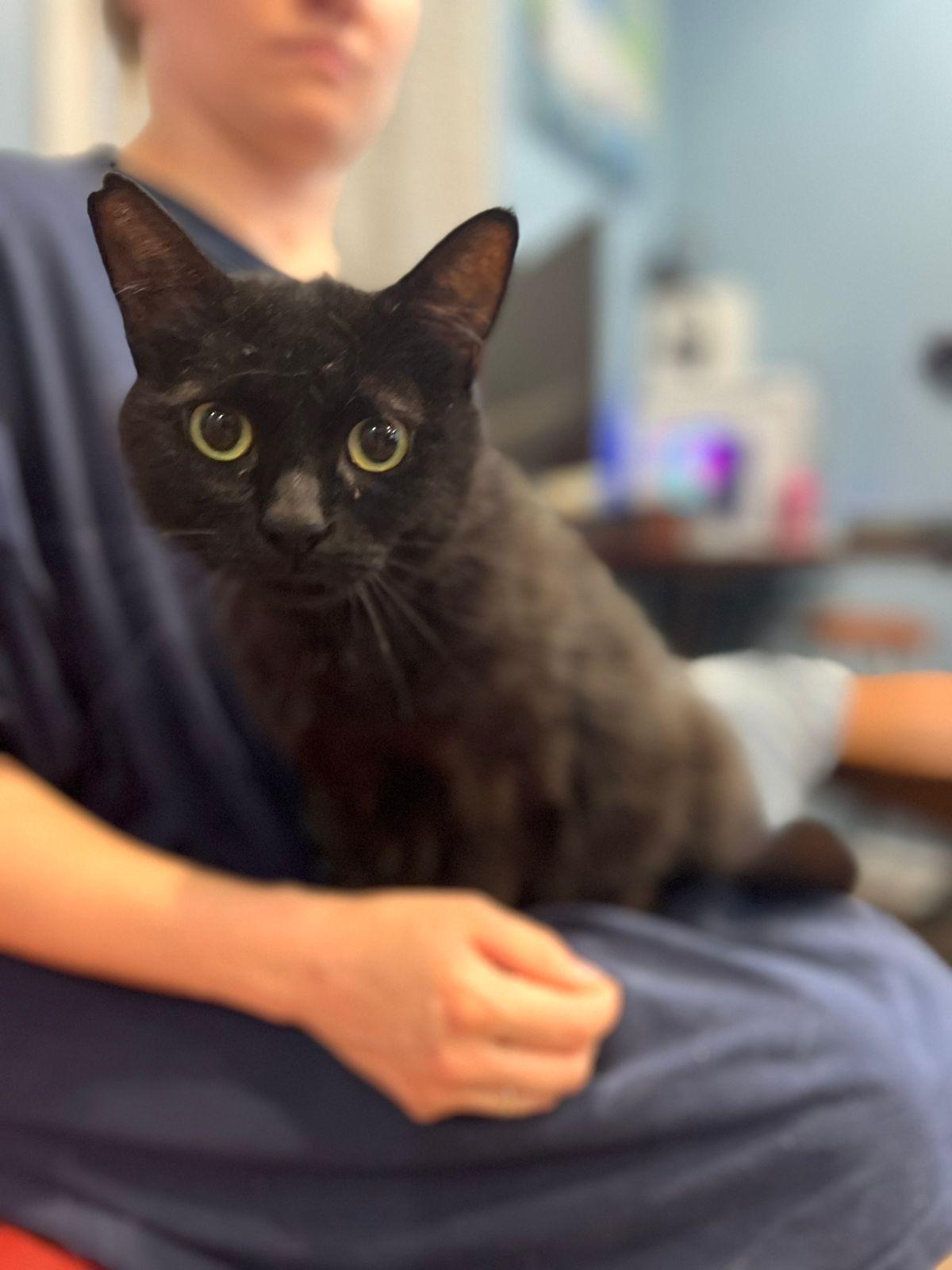 Betty Lou, Adoptable, Young Female Bombay & Domestic Short Hair.