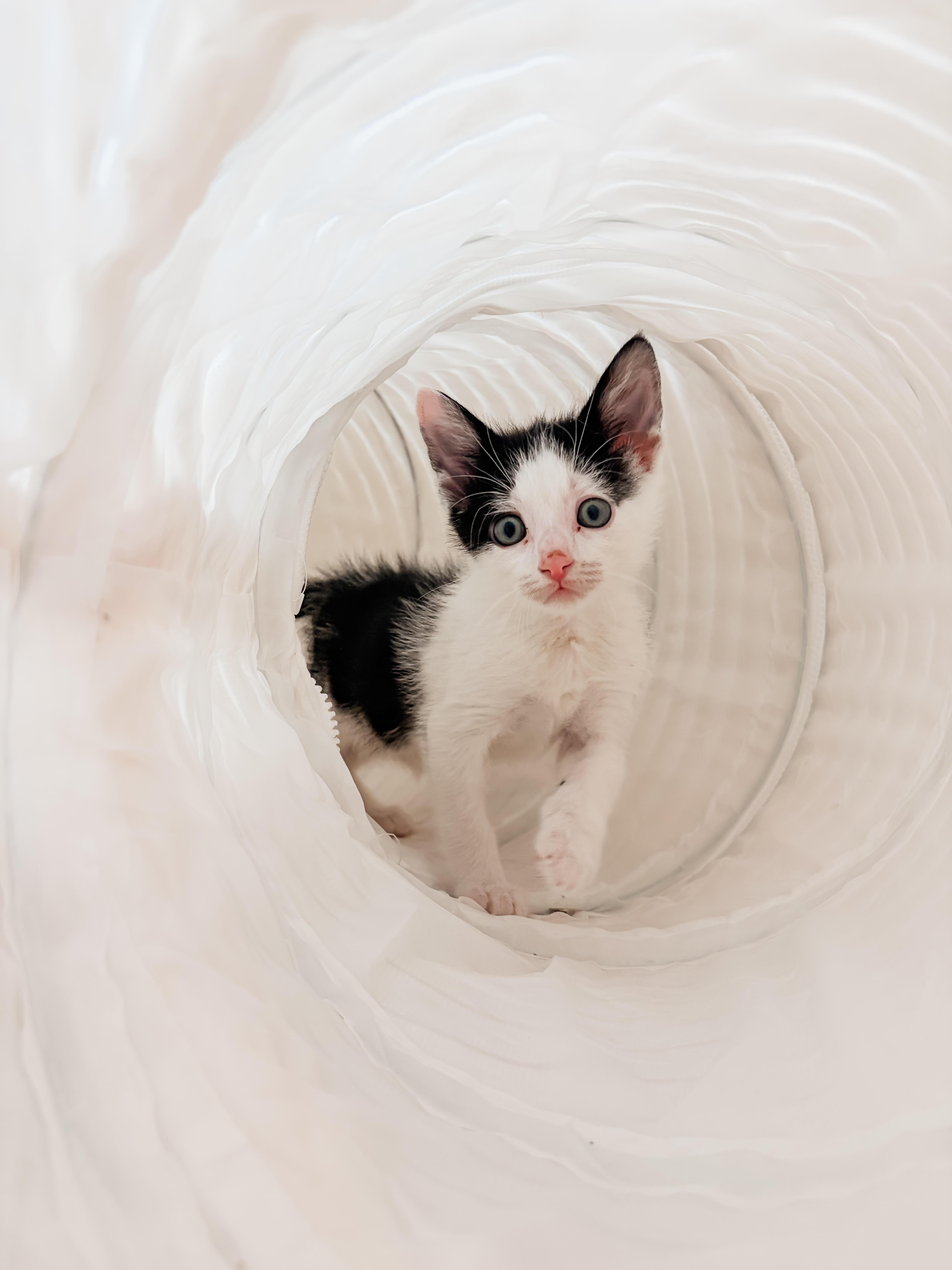 Enlarge Boots, a Adopted Domestic Short Hair in Columbia, MD image 6/6