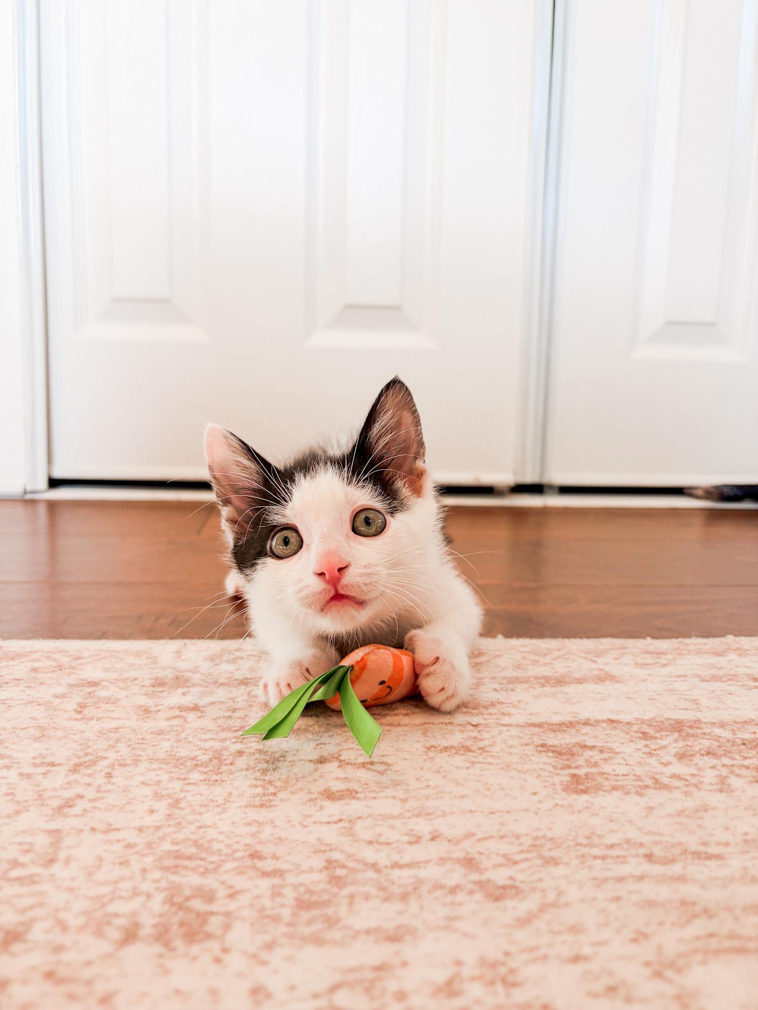 Boots, Adopted, Kitten Male Domestic Short Hair.