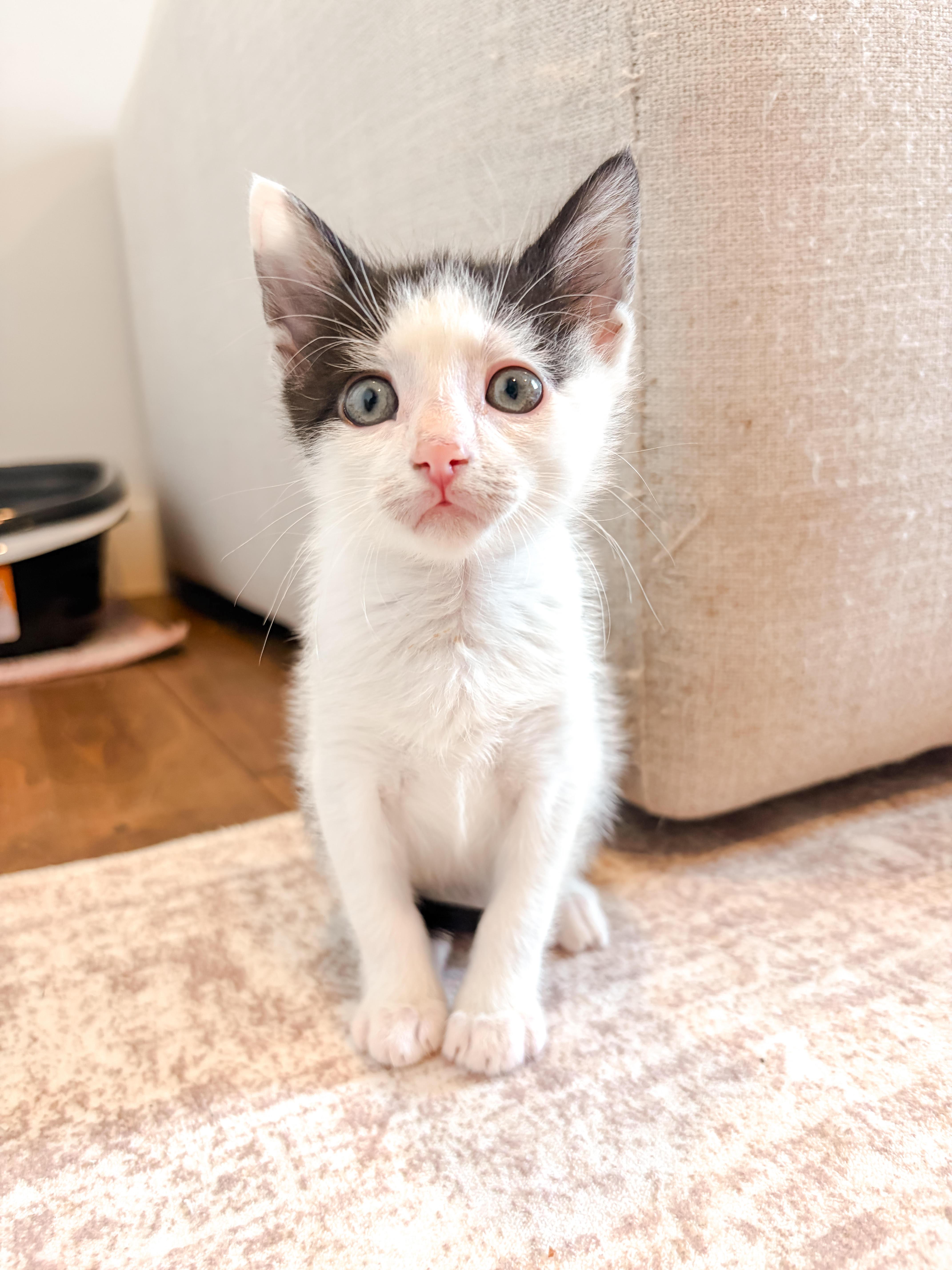 Enlarge Boots, a Adopted Domestic Short Hair in Columbia, MD image 4/6