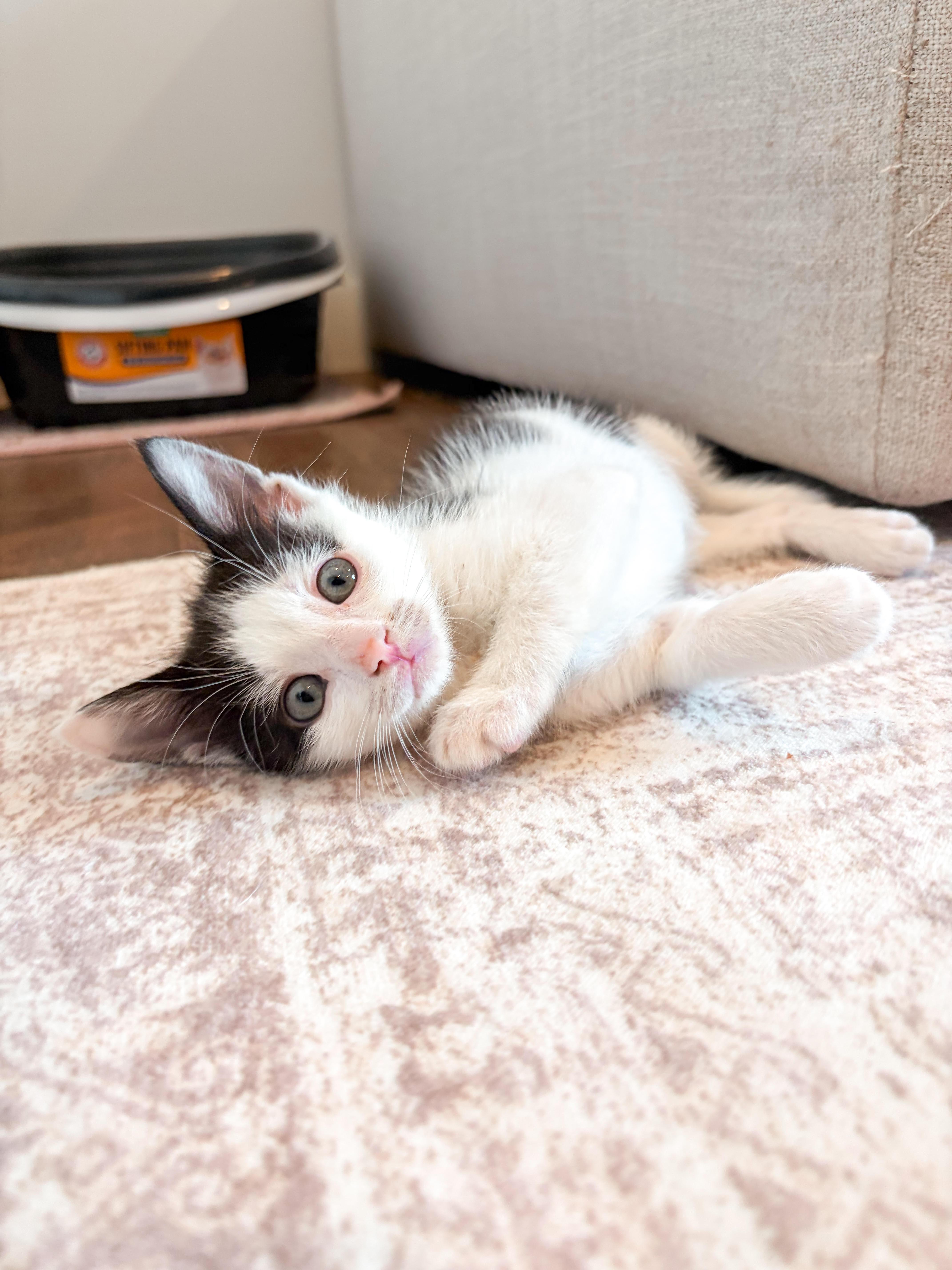 Enlarge Boots, a Adopted Domestic Short Hair in Columbia, MD image 5/6
