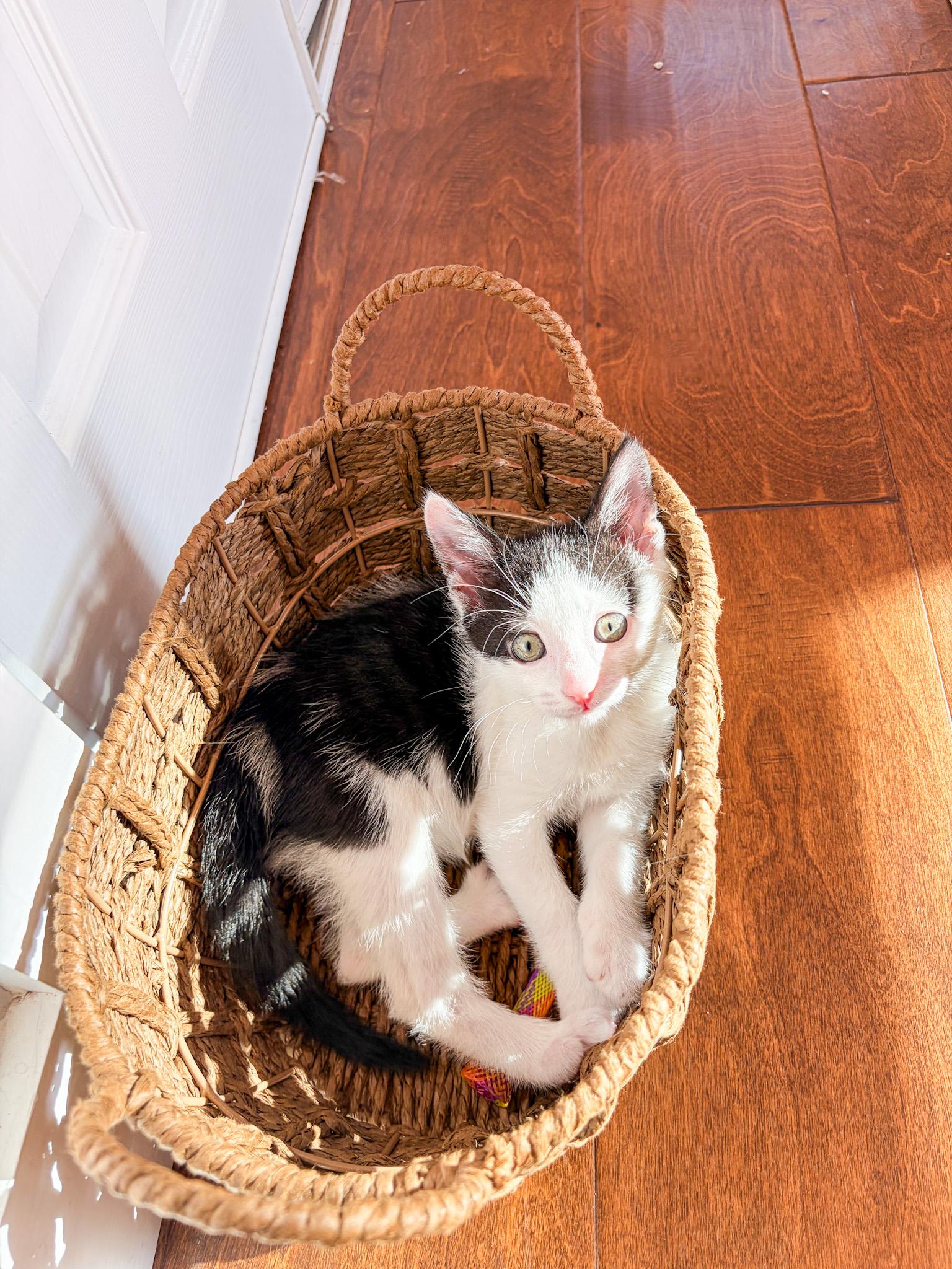Enlarge Boots, a Adopted Domestic Short Hair in Columbia, MD image 2/6