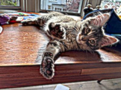Esmond, an adopted Domestic Medium Hair in Mississauga, ON image 4/6