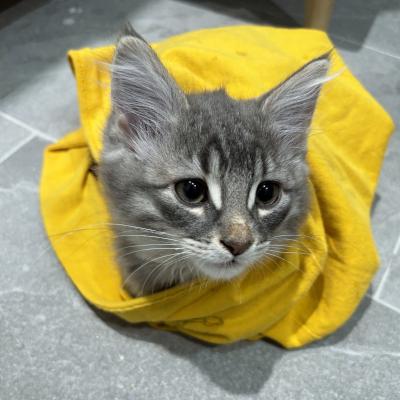 Esmond, an adopted Domestic Medium Hair in Mississauga, ON image 2/6